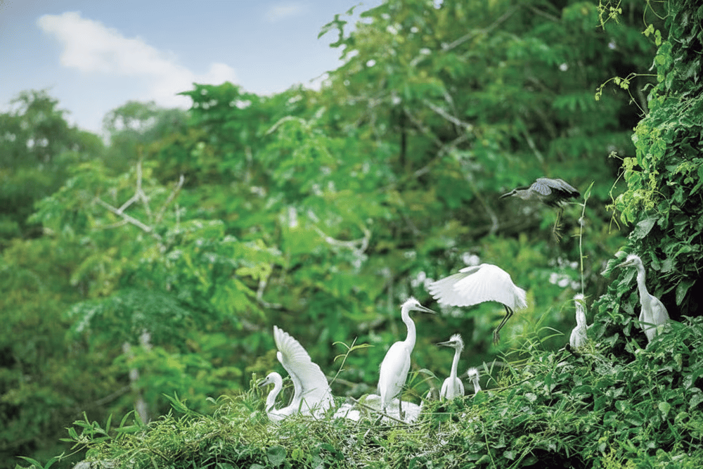 Vườn c&ograve; Tư Sự